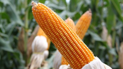 Chicago fecha em alta seguindo sinais de demanda por etanol de milho nos EUA