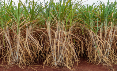 IAC reforça protagonismo em inovação e sustentabilidade na canavicultura em 2025