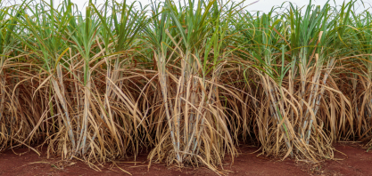 IAC reforça protagonismo em inovação e sustentabilidade na canavicultura em 2025