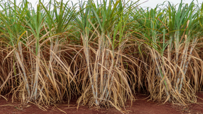 IAC reforça protagonismo em inovação e sustentabilidade na canavicultura em 2025