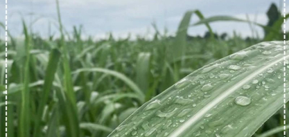 Boletim Climático – Abril -2026 – Regiões Produtoras de Etanol