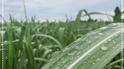 Boletim Climático – Abril -2026 – Regiões Produtoras de Etanol