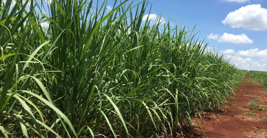 Canavial - 1/01/2019. REUTERS/Marcelo Texeira