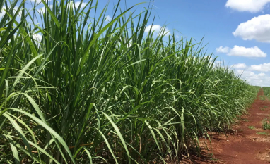 Tereos projeta moagem de 18 milhões de toneladas para a safra 2026/27