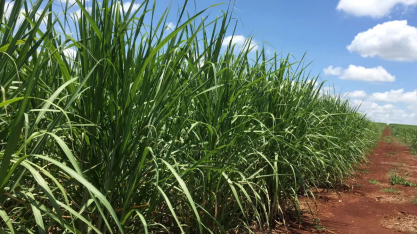 Tereos projeta moagem de 18 milhões de toneladas para a safra 2026/27