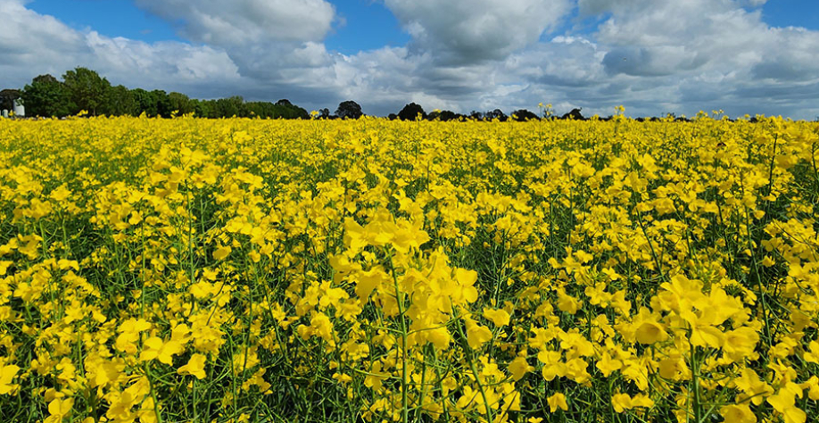 Alcance do percentual depende de evolução tecnológica e de mudanças regulatórias no setor. Foto: Embrapa