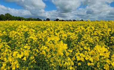 Canola de segunda safra pode reduzir as emissões da aviação em até 55%