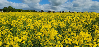 Canola de segunda safra pode reduzir as emissões da aviação em até 55%