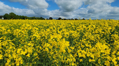 Canola de segunda safra pode reduzir as emissões da aviação em até 55%