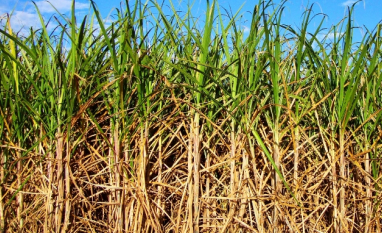 Safra de cana termina em AL com leve alta e mudança no perfil