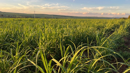Safra de cana em MG cresce 11,6% e pode atingir 83,3 mi t
