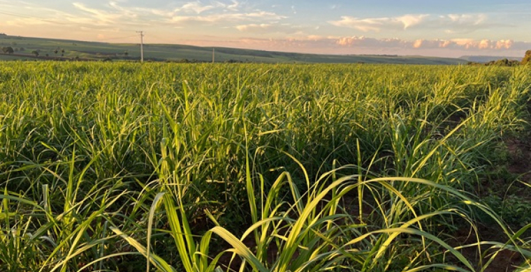 Safra de cana em MG cresce 11,6% e pode atingir 83,3 mi t