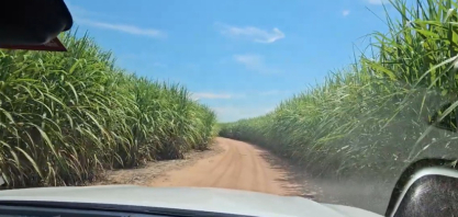 Conferindo um canavial de segundo corte com a variedade CTC 4 na Beggio Lorenzo Agropecuária