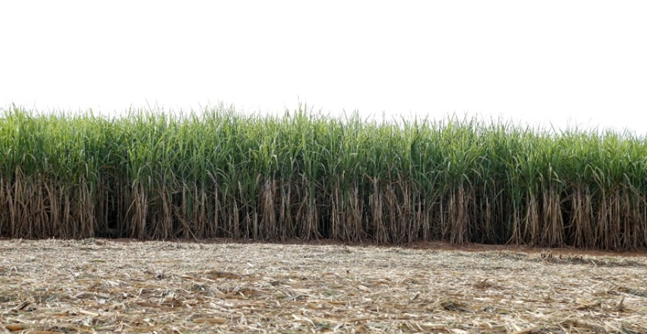 A rotação de culturas, especialmente com a soja, também aparece como prática relevante - Foto: Pixabay