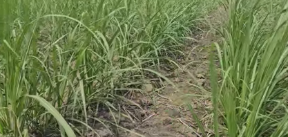 TT do Brasil lançará na Agrishow 2026 a Plantadora Maia para Plantio Vertical de Cana