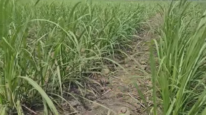 TT do Brasil lançará na Agrishow 2026 a Plantadora Maia para Plantio Vertical de Cana