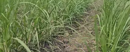 TT do Brasil lançará na Agrishow 2026 a Plantadora Maia para Plantio Vertical de Cana