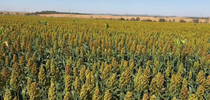 Sorgo ganha espaço no Brasil e se consolida como alternativa estratégica ao milho na safrinha