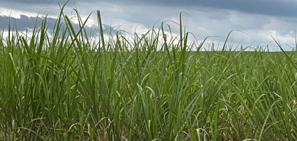 Safra 2026/27 deve atingir cerca 630 mi t e pressionar preços