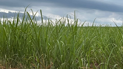 Safra 2026/27 deve atingir cerca 630 mi t e pressionar preços