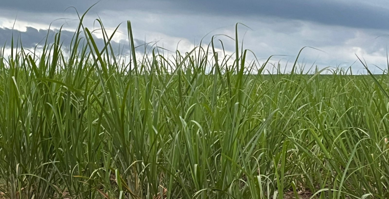 Safra 2026/27 deve atingir cerca 630 mi t e pressionar preços