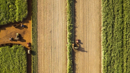 Lançamento da BASF, Prowl® H2O é um herbicida seletivo que diminui a emergência de daninhas