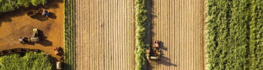 Lançamento da BASF, Prowl® H2O é um herbicida seletivo que diminui a emergência de daninhas