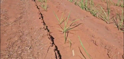 São Jorge Agronegócio aposta no “arroz com feijão bem-feito” para manter eficiência na cana