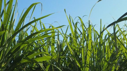 Nova resolução do CMN destrava crédito rural e traz mais segurança aos produtores