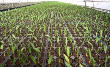 Acelen garante US$ 1,5 bi e bate o martelo para construção de planta de SAF na Bahia