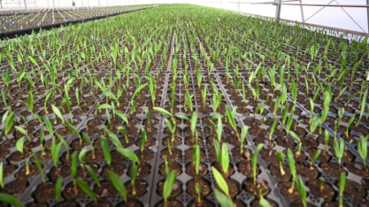 Acelen garante US$ 1,5 bi e bate o martelo para construção de planta de SAF na Bahia