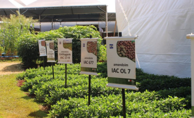 Agrishow 2026: Instituto Agronômico apresenta novas variedades de cana e amendoim 