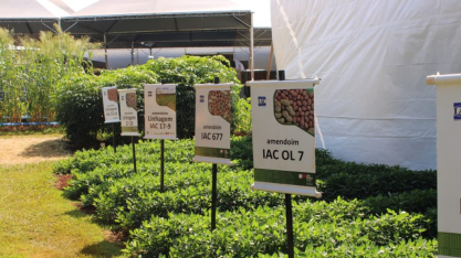 Agrishow 2026: Instituto Agronômico apresenta novas variedades de cana e amendoim 