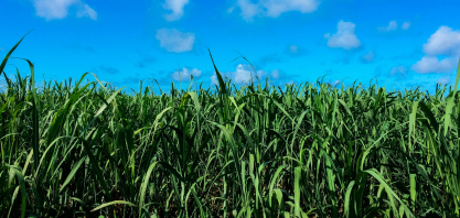 Plantas daninhas de folhas largas desafiam o canavial — e soluções ganham destaque na Agrishow