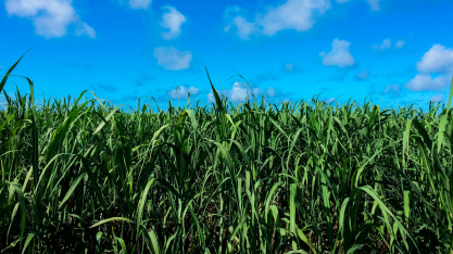 Plantas daninhas de folhas largas desafiam o canavial — e soluções ganham destaque na Agrishow