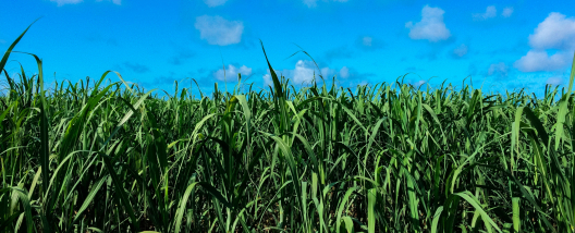 Plantas daninhas de folhas largas desafiam o canavial — e soluções ganham destaque na Agrishow