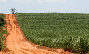 Mercado de Trabalho/CEPEA: em 2025, agronegócio emprega mais de 26% da população ocupada no País