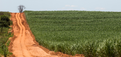 Mercado de Trabalho/CEPEA: em 2025, agronegócio emprega mais de 26% da população ocupada no País