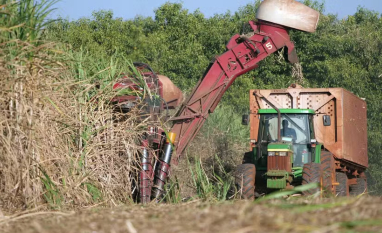 Fim da queima de cana alterou fluxo de empregos e renda em SP