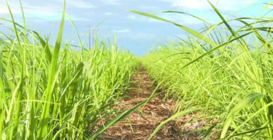 Técnica leva água e nutrientes à cana na medida certa e se tornou uma estratégia para produtores | Foto: BCCOM ASSESSORIA