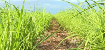 Irrigação por gotejamento se torna aliada no aumento da produtividade do canavial