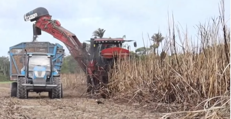 Das 12 unidades industriais que fabricaram etanol no ciclo 2025/2026, dez apresentaram variação positiva - Foto: Reprodução/Alagoas Rural