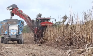 Usinas produziram 483,274 milhões de litros de etanol na safra 25/26 em Alagoas