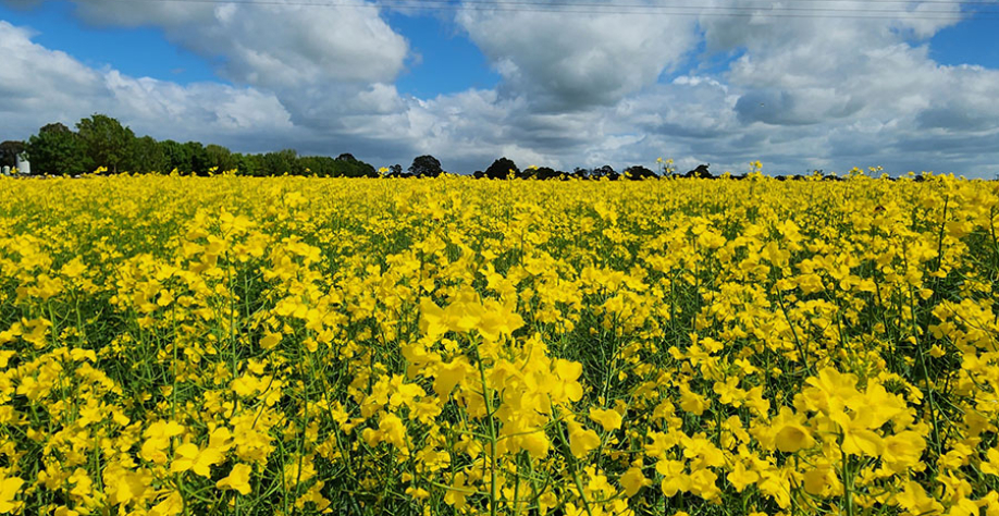 Canola tropicalizada, em apoio a rotas para biodiesel, diesel renovável e combustível sustentável de aviação (SAF), é uma das frentes do projeto. Bruno Laviola