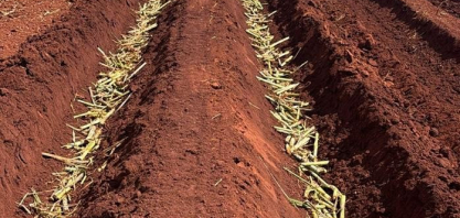 Plantio mecanizado eficiente é destaque da São Jorge Agronegócios