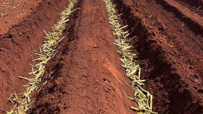Plantio mecanizado eficiente é destaque da São Jorge Agronegócios