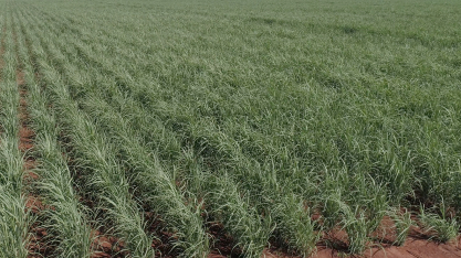 BASF apresenta o Melyra® como ferramenta para o controle das principais doenças que afetam os canaviais