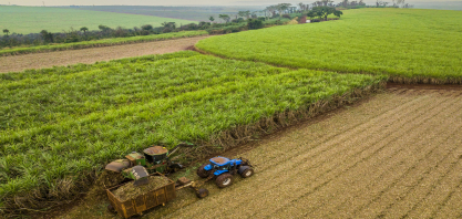 Os canaviais podem contar com Votivo® Prime, o primeiro bionematicida lançado pela BASF