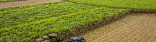 Os canaviais podem contar com Votivo® Prime, o primeiro bionematicida lançado pela BASF