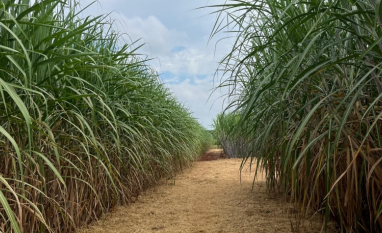Cana/CTC: produtividade cresce 13% em abril no Centro-Sul, a 83,4 t por hectare